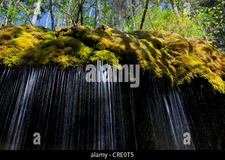 Wasserfall in der Wutachschlucht-Schlucht im Schwarzwald, Baden-Württemberg, Deutschland, Europa Stockfoto