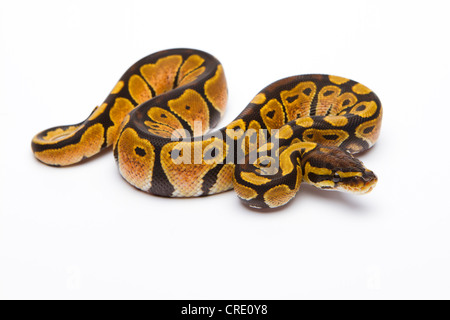 Königliche Python (Python Regius) schwarz Kopf Spider Het Ghost möglich Het Albino, Weiblich, Reptilien Züchter Willi Obermayer, Österreich Stockfoto