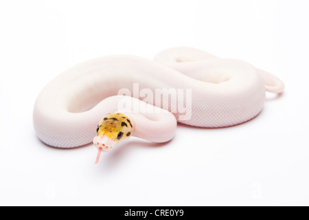 Königliche Python (Python Regius), Bumble Bee Piebald, Weiblich, Reptilien Züchter Willi Obermayer, Österreich Stockfoto