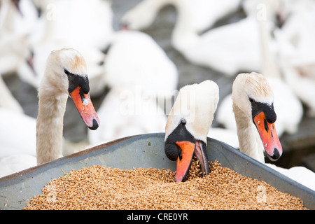 Wilde Höckerschwäne (Cygnus Olor) kneifen Getreide aus der Grabhügel bei der Fütterung auf die Abbotsbury Swannery in Dorset, England. Stockfoto