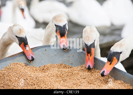 Höckerschwäne am Abbotsbury Swannery in Dorset bei der Fütterung, Getreide aus der Barrow zu stehlen. Stockfoto