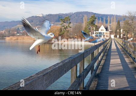 Lachmöwe (Chroicocephalus Ridibundus) während des Fluges in der Nähe der Insel Werd, Stein am Rhein, Schaffhausen, Schweiz Stockfoto