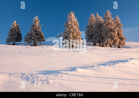 Abend Stimmung auf winterliche Hochalp Berg, Alm, Schweizer Alpen, Alpstein-Massivs und Berg Säntis, Schweiz, Europa Stockfoto