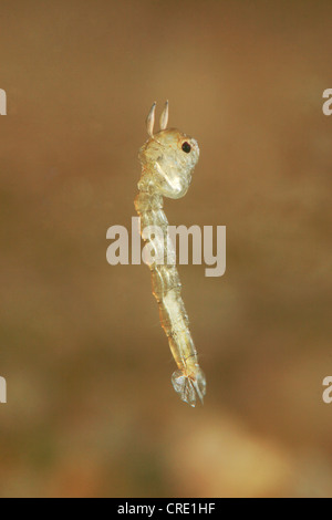 Phantom Mücke (Chaoborus spec.), Insektenlarven schweben im Wasser, Deutschland, Bayern Stockfoto