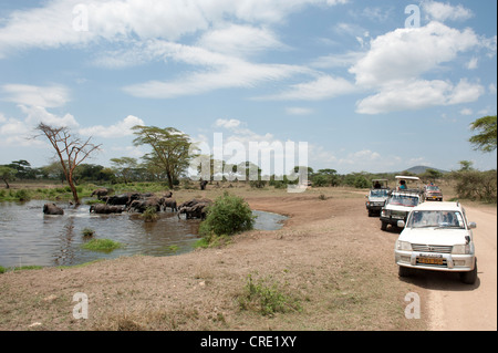 Safari, Tourismus, Touristen beobachten eine Herde von afrikanischen Bush Elefanten (Loxodonta Africana) Baden in ein Wasserloch, Savannah Stockfoto