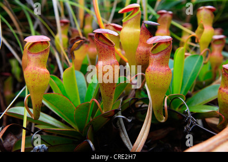 Endemisch, fleischfressende Kannenpflanze (Nepenthes Pervillei), Mount Copolia im Morne Seychellois Nationalpark, Insel Mahe Stockfoto