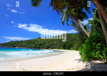 Kokospalme (Cocos Nucifera) auf Anse Takamaka Strand, Mahe Island, Seychellen, Afrika, Indischer Ozean Stockfoto