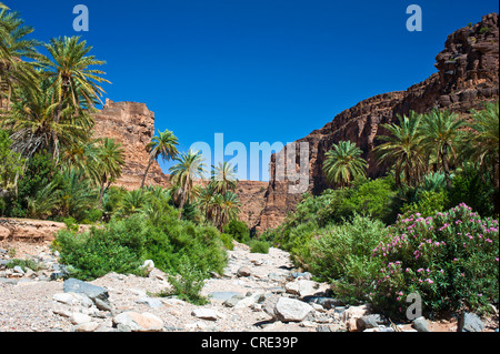 Trockene Flussbett des Id Aissa mit Datum Bäume (Phoenix) und blühenden Oleander (Nerium Oleander) in der Nähe von Agadir Aguelluy Stockfoto