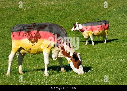 Hausrind (Bos Primigenius F. Taurus), Kühe gemalt in den Farben der deutschen Flagge von Fußball-Fans, Deutschland Stockfoto