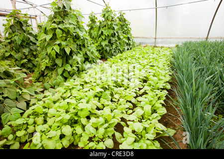 Gemüse Anbau im Folientunnel auf der Washingpool Farm in Bridport, Dorset. Die Farm bäumt Vieh und Lebensmitteln wächst Stockfoto