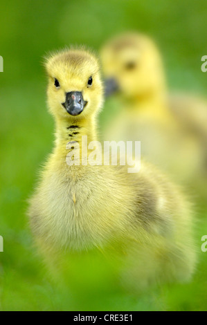 Kanadagans (Branta Canadensis), Küken, Deutschland, Nordrhein-Westfalen Stockfoto