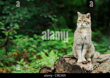 Europäische Wildkatze oder Wildkatze (Felis Silvestris Silvestris), thront auf Baumstamm, Güstrow, Mecklenburg-Vorpommern Stockfoto