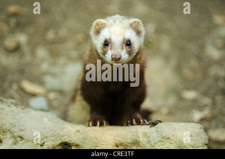 Frettchen (Mustela Putorius Furo) Stockfoto