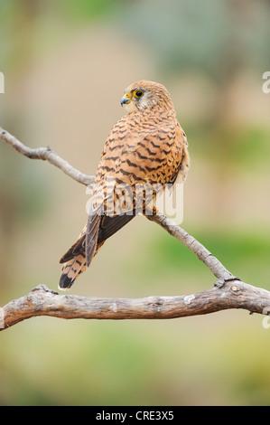 Rötelfalken (Falco Naumanni), Weiblich, thront auf Zweig Stockfoto