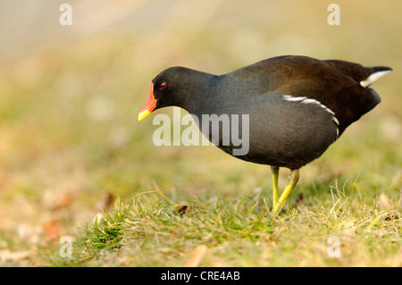 Gemeinsamen Teichhuhn oder gemeinsame Gallinule (Gallinula Chloropus) Stockfoto