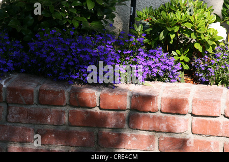 Foto von Blue Moon Lobelia Blumen Stockfoto