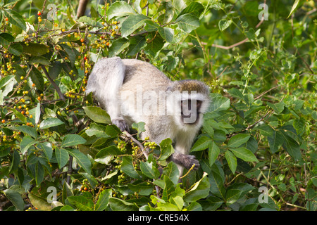 Vervet Affe (Chlorocebus Pygerythrus) im Lake Mburo National Park, Uganda Stockfoto