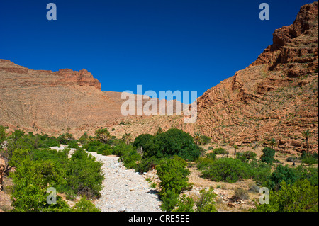 Palmen Sie, Büsche und Bäume wachsen in einem trockenen Flussbett in Ait Mansour Tal, Anti-Atlas-Gebirge, Südmarokko, Marokko Stockfoto