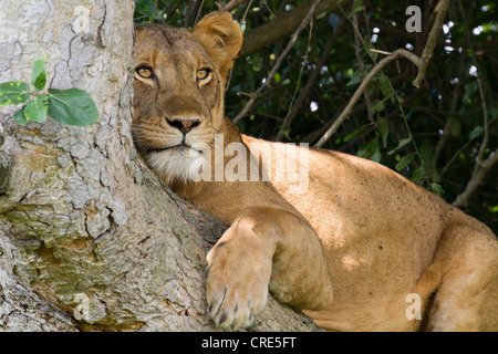 Afrikanische Löwin (Panthera Leo) im Baum, Ishasha Sektor, Queen Elizabeth National Park, Uganda Stockfoto