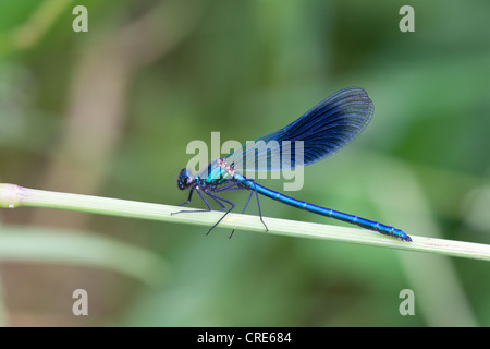 Banded Prachtlibelle Calopteryx Splendens Männchen ruht auf einem Rasen-Stiel Stockfoto