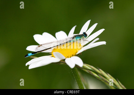 Blau-tailed Damselfly Ischnura Elegans Männchen ruht auf einer Ochsen-Auge Daisy Leucanthemum Vulgare Blume Stockfoto