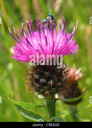 Gemeinsamen Flockenblume (Centaurea Nigra) UK Wildblumen wächst bis ca. 65cm, Blütezeit von Juni bis September in UK. Stockfoto