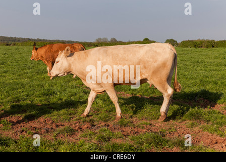 Limousin-Mutterkühe in Fram in Gloucestershire, England UK im Feld. Stockfoto