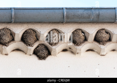 Haus Martin (Delichon Urbica) Nester unter dem Vordach eines Hauses im Süden von Frankreich. Stockfoto