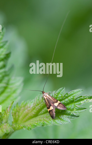 Longhorn Moth Nemophora Degeerella Männchen ruht auf einem Blatt Stockfoto