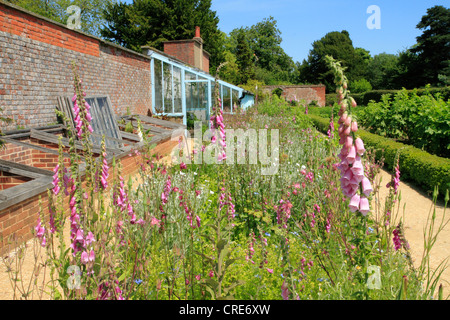 Wildblumen Garten und Gewächshaus bei Down House, Haus von Charles Darwin, Hotel, Kent UK Stockfoto