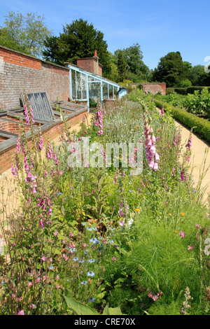 Wildblumen Garten und Gewächshaus bei Down House, Haus von Charles Darwin, Hotel, Kent UK Stockfoto