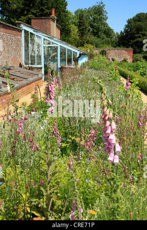 Wildblumen Garten und Gewächshaus bei Down House, Haus von Charles Darwin, Hotel, Kent UK Stockfoto