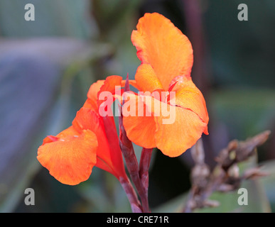 Orange Canna Blume. (Auch als canna Lily) Blüte in der Western Cape Provinz von Südafrika. Stockfoto