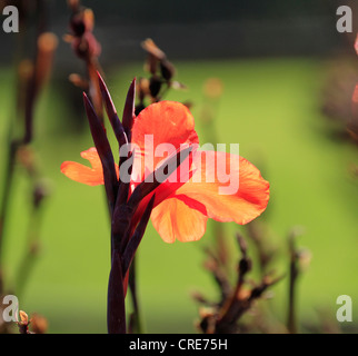 Orange Canna Blume. (Auch als canna Lily) Blüte in der Western Cape Provinz von Südafrika. Stockfoto