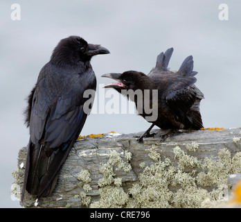 Corvus Corax, Raven Familie, Junge bettelt um Essen von Erwachsenen Stockfoto