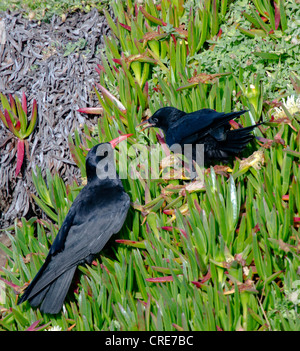 Pyrrhocorax, Erwachsene Alpenkrähe und Küken Stockfoto