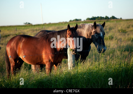 Zwei Pferde im Feld Stockfoto