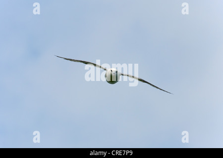 Nördlichen Fulmar Fulmarus Cyclopoida Erwachsenen im Flug Stockfoto