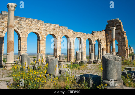 Basilika, römische Ruinen, antike Stadt Volubilis, UNESCO-Weltkulturerbe, Marokko, Nordafrika, Afrika Stockfoto