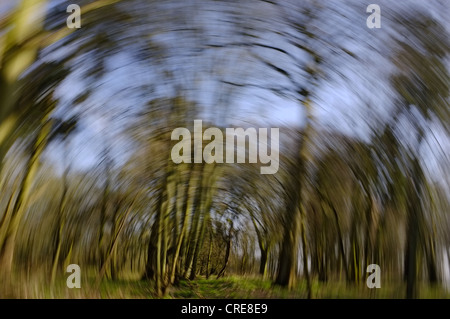 Woodland-Szene mit impressionistische Fotografie Technik Stockfoto