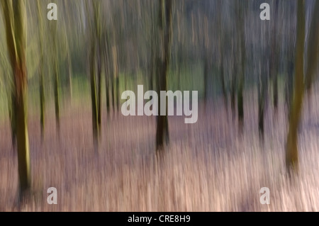 Woodland-Szene mit impressionistische Fotografie Technik Stockfoto