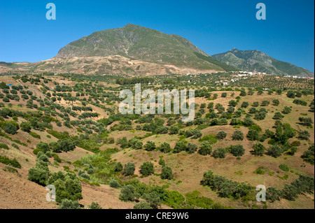 Olivenbäume und die Stadt Chefchaouen, liegt auf einem Hügel in der Rif-Gebirge, nördlichen Marokko, Afrika Stockfoto