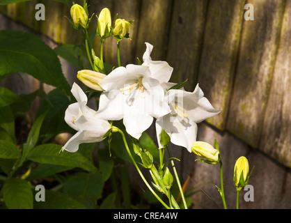 Nahaufnahme des weißen Canterbury Bell Blumen Campanula in einem Garten Cheshire England Vereinigtes Königreich UK Stockfoto