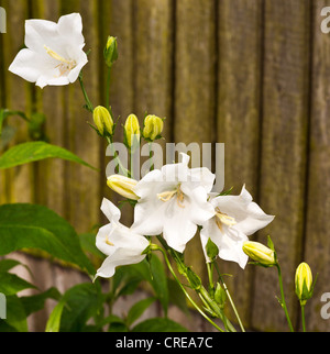 Nahaufnahme des weißen Canterbury Bell Blumen Campanula in einem Garten Cheshire England Vereinigtes Königreich UK Stockfoto