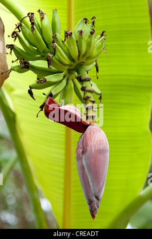 Blüte einer Banane (Musa Paradisiaca), La Réunion, Indischer Ozean Stockfoto