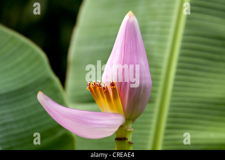 Blüte einer Banane (Musa Paradisiaca), La Réunion, Indischer Ozean Stockfoto