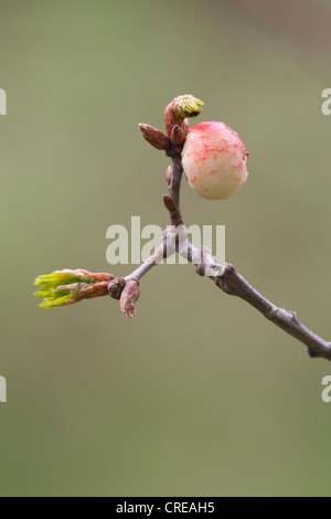 Oak Apple Gall Biorhiza Pallida auf einer Eiche Zweig Stockfoto