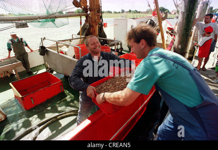 Krabbenfischer zum Löschen der Ladung Greetsiel, Deutschland Stockfoto