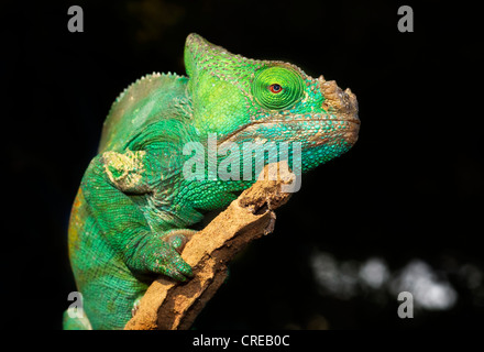 Parsons Chamäleon (Calumma Parsonii), Weiblich, Madagaskar, Afrika Stockfoto