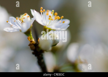 Wildkirsche, Süßkirsche, Gean, Mazzard (Prunus Avium), Blüte, Deutschland, Sachsen Stockfoto